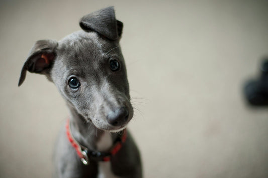 How to Create a Balanced Life for Your Dog: Aligning Routine, Environment, and Care