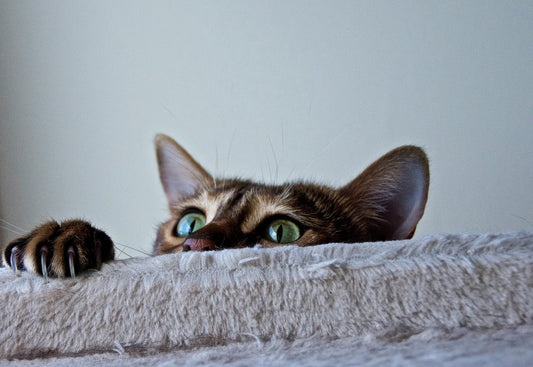 Common Pet Behavior Mistakes Owners Make and How to Avoid Them