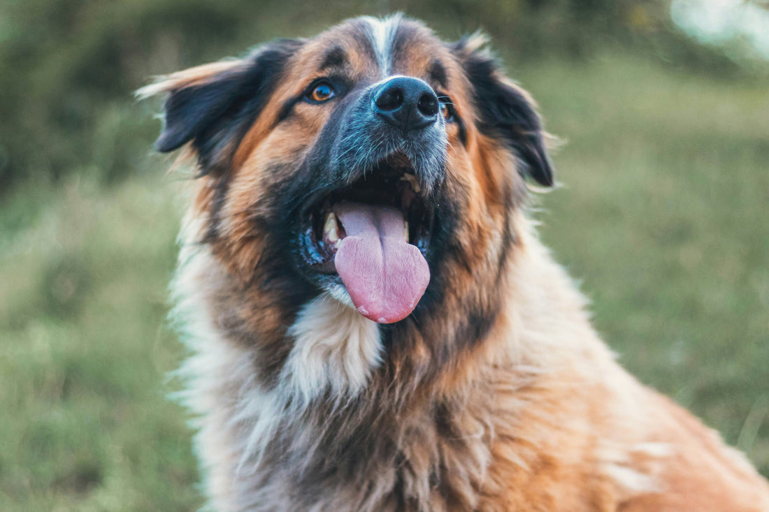 Feeding Habits That Improve Emotional Balance and Long-Term Wellness in Pets