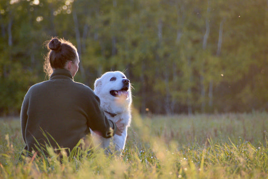 How to Keep Your Dog Mentally Stimulated Indoors: The Complete Guide for Busy Pet Parents