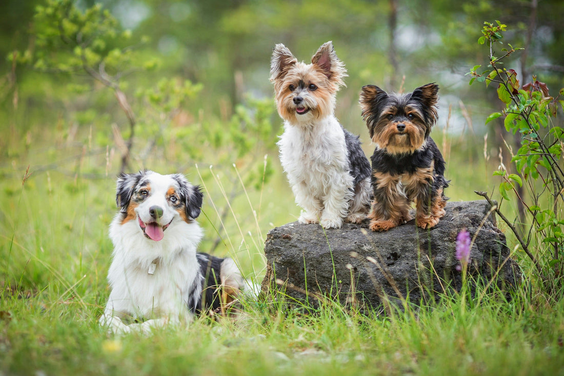 The Importance of Consistency in Dog Care: Building Trust, Stability, and Long-Term Well-Being