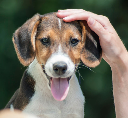 Daily Wellness Habits That Support a Longer, Healthier Life for Your Pet