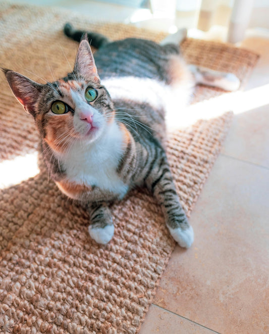 How to Reduce Your Pet’s Anxiety at Home: A Complete Guide for Dogs and Cats