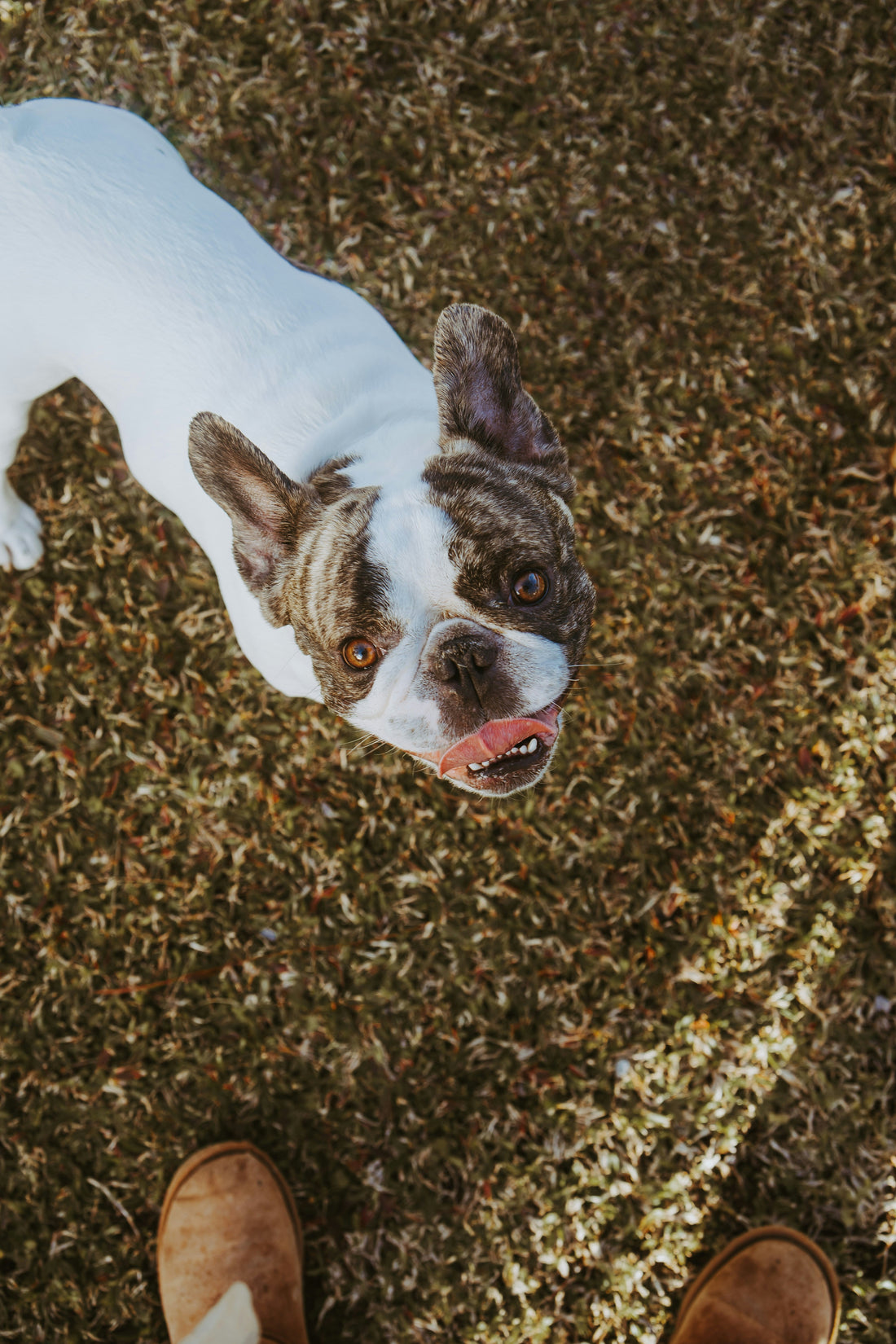 Understanding Pet Allergies: Symptoms, Causes, and Effective Treatments