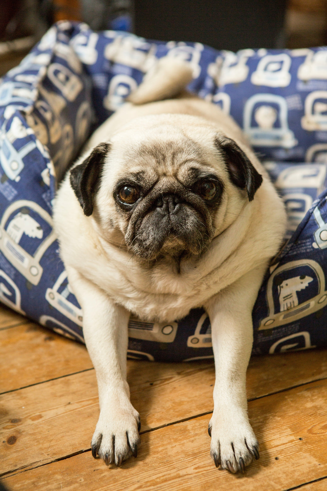 The Importance of Regular Vet Visits: Why Preventive Care Saves Lives