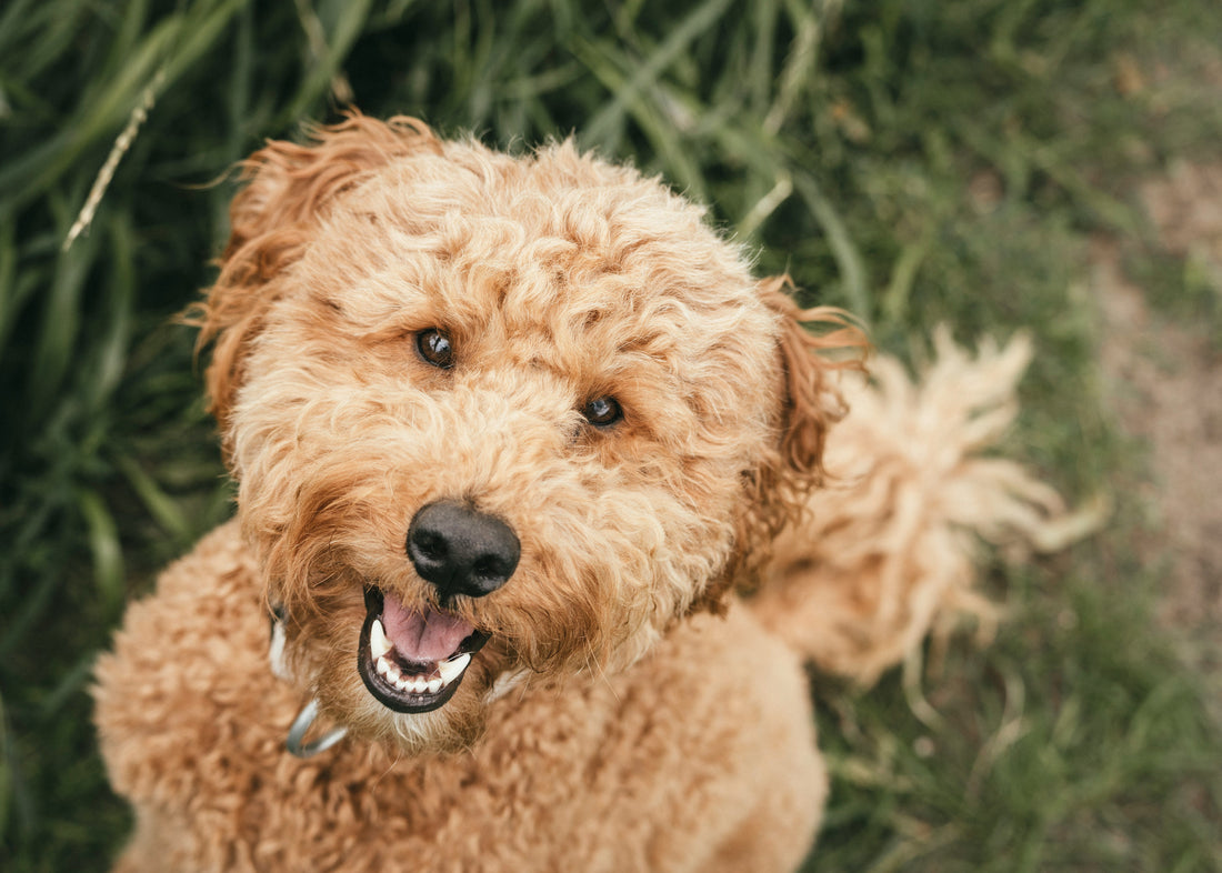 The Connection Between Emotional Balance and Physical Health in Dogs