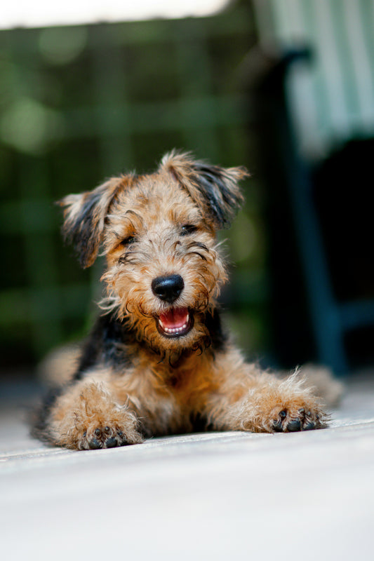 How to Strengthen Your Bond With Your Dog: Building a Relationship Based on Trust and Daily Connection