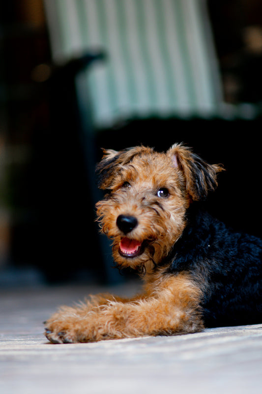 How to Support Your Dog’s Daily Wellness: Creating Healthy Routines for Long-Term Happiness