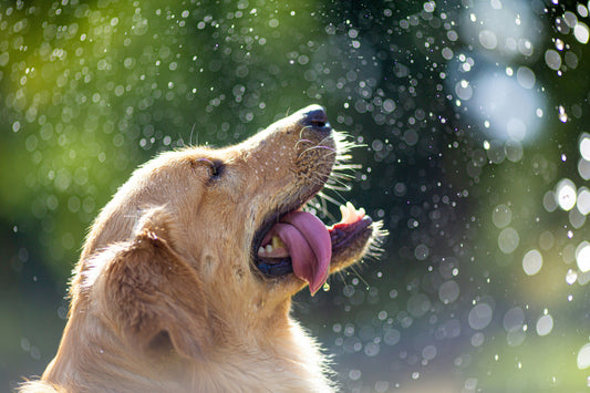 Why Emotional Stability Matters More Than Obedience in Pet Training