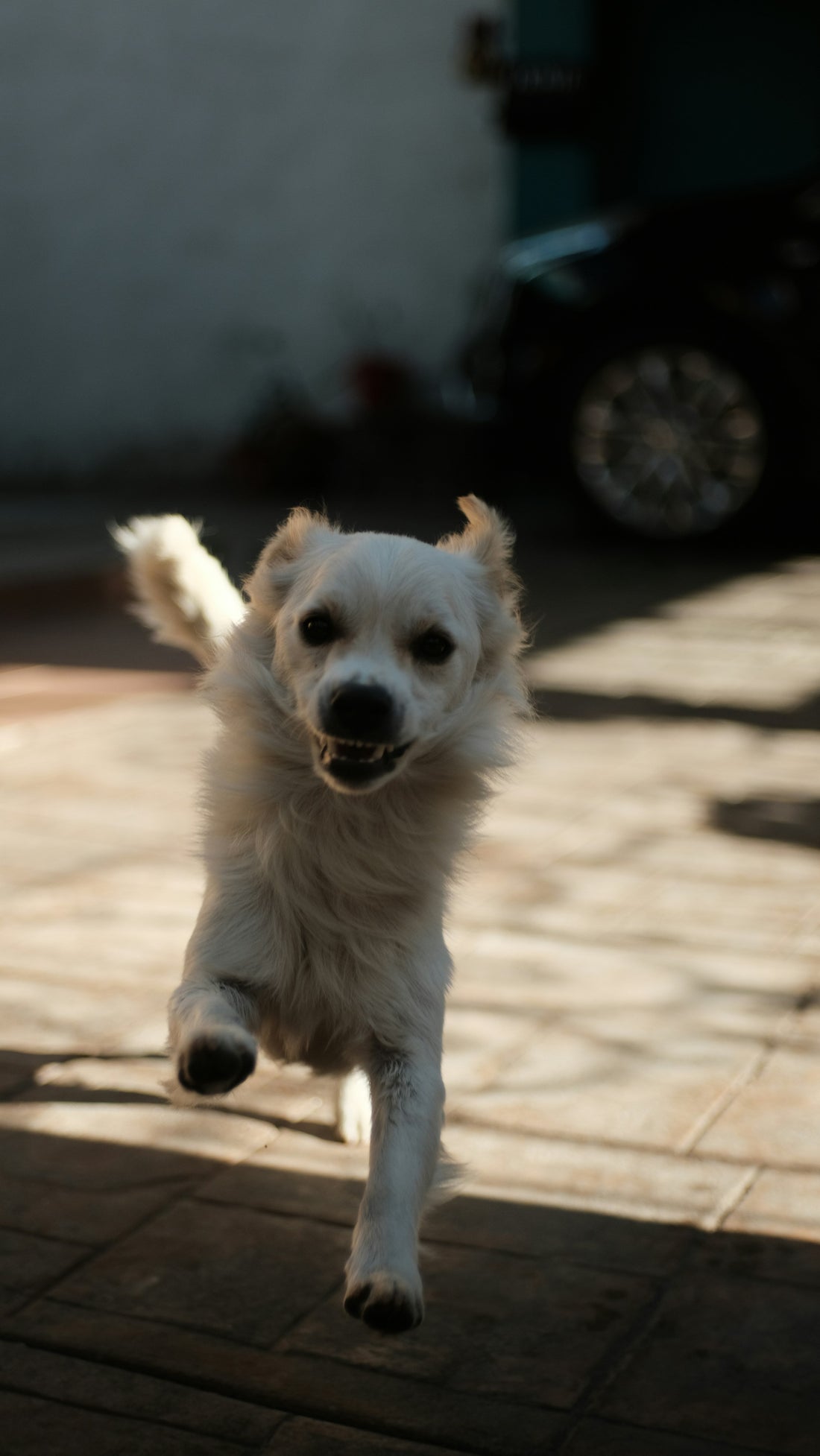 How to Create a Safe Home Environment for Pets: A Complete Guide for Responsible Pet Owners