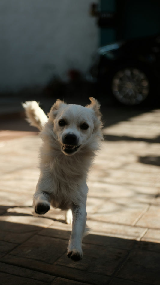 How to Create a Safe Home Environment for Pets: A Complete Guide for Responsible Pet Owners