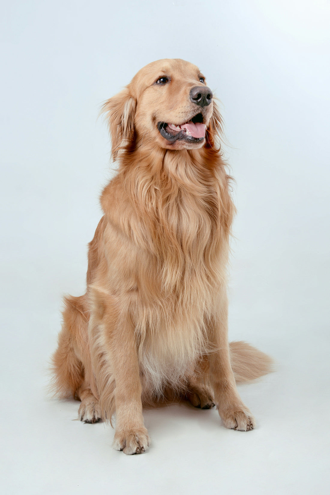 How to Prevent Obesity in Indoor Dogs: A Complete Guide to Healthy Weight Management