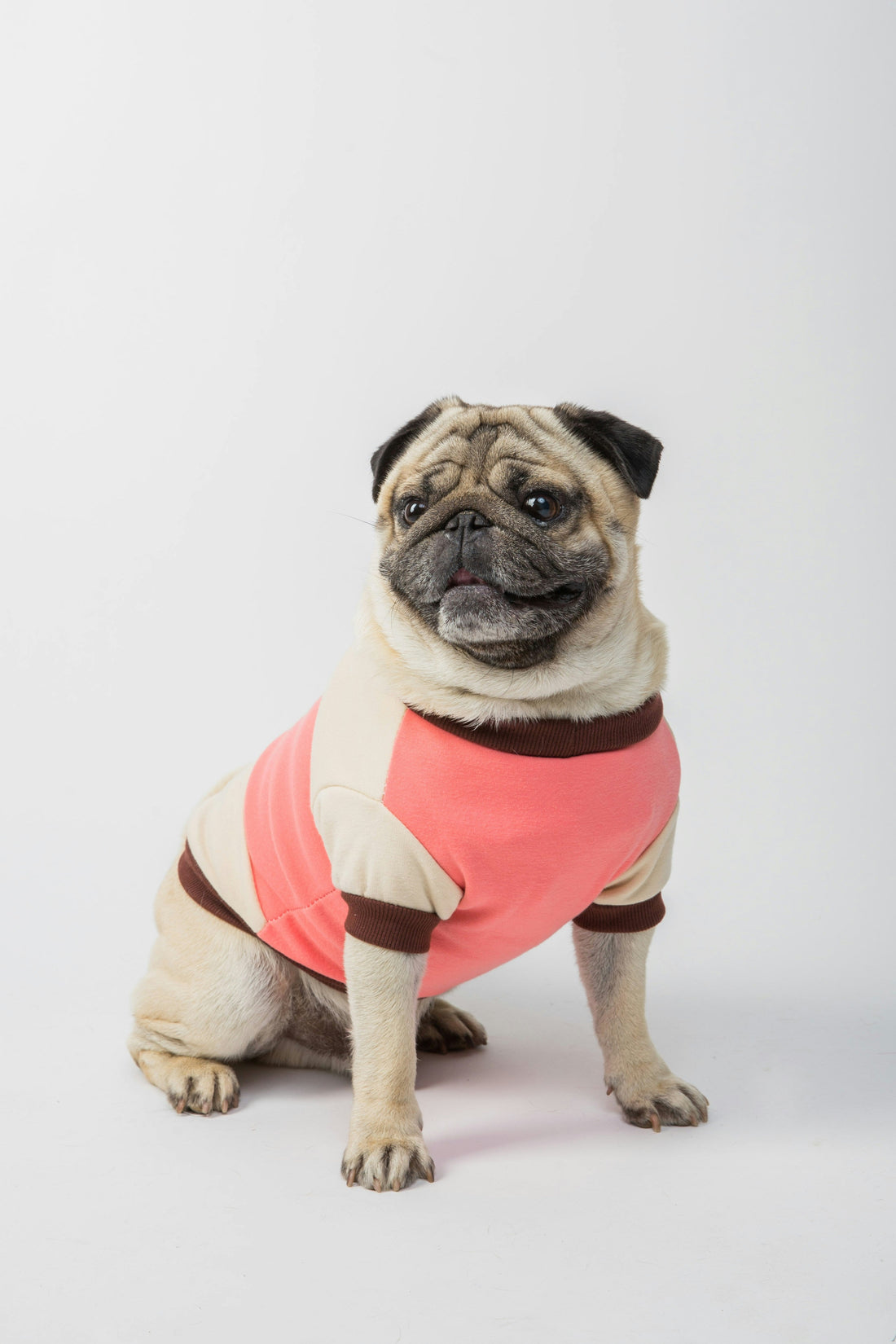 How to Create a Predictable Life for Your Dog: Reducing Uncertainty and Building Confidence