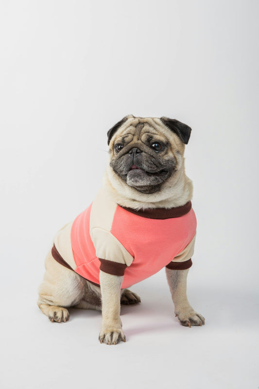 How to Create a Predictable Life for Your Dog: Reducing Uncertainty and Building Confidence