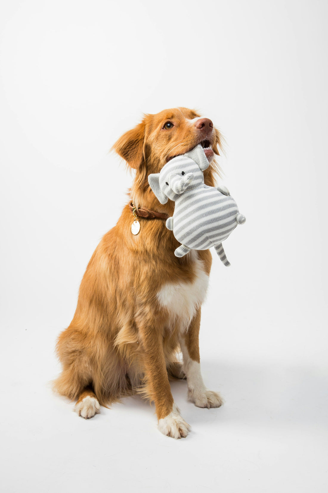 How Nutrition Affects Your Pet’s Mood, Energy, and Overall Well-Being