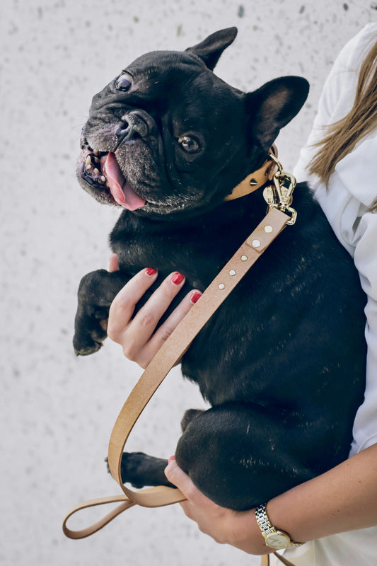 How to Choose the Right Pet Bed: A Complete Guide for Comfort, Support, and Better Sleep