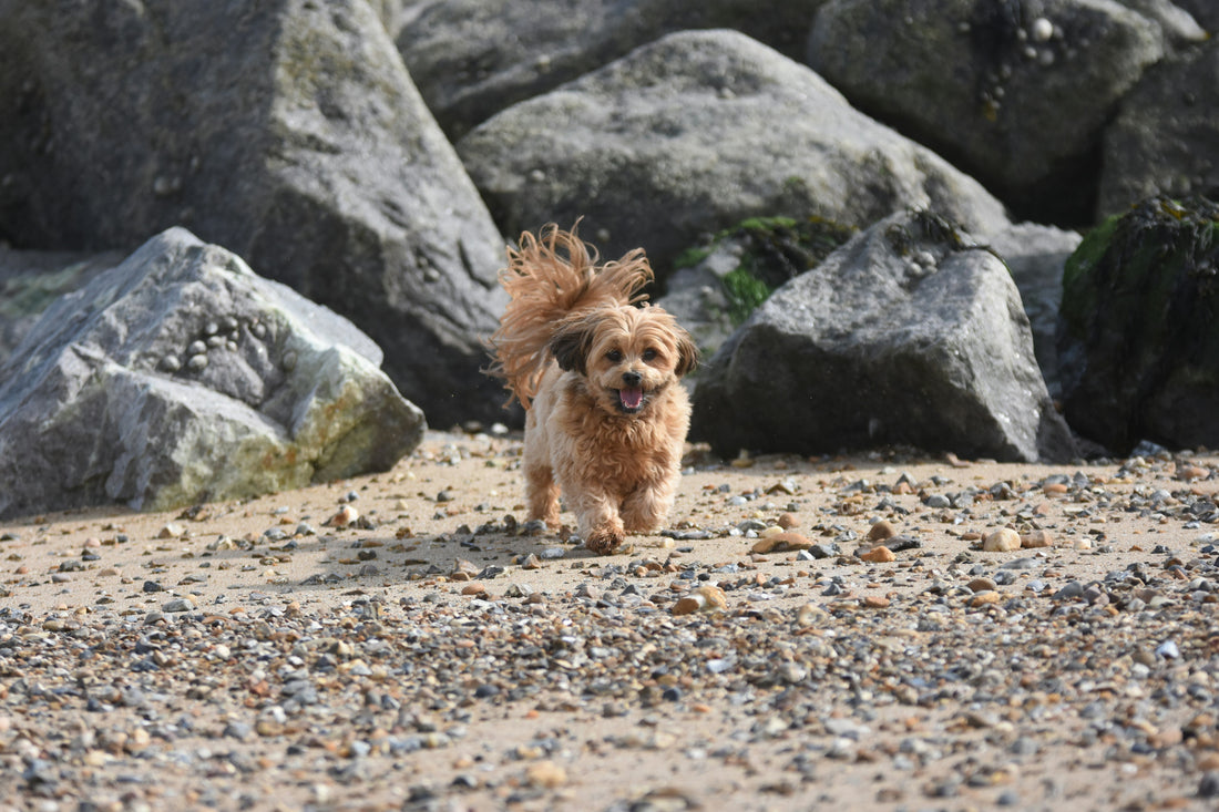 How to Choose the Right Food for Your Pet: A Complete and SEO-Optimized Nutrition Guide