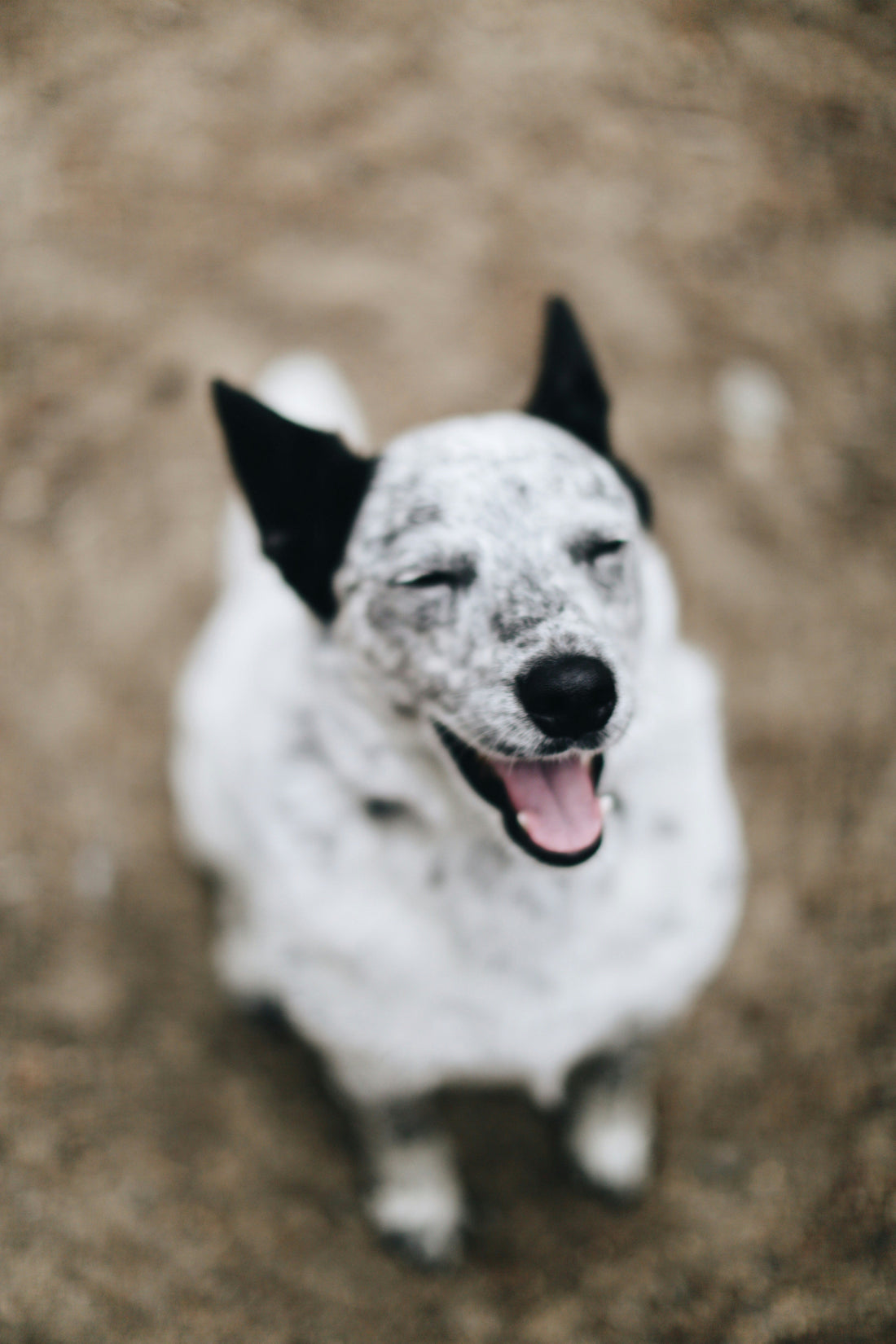 Creating a Calm Home Environment That Supports Emotional Wellness in Pets
