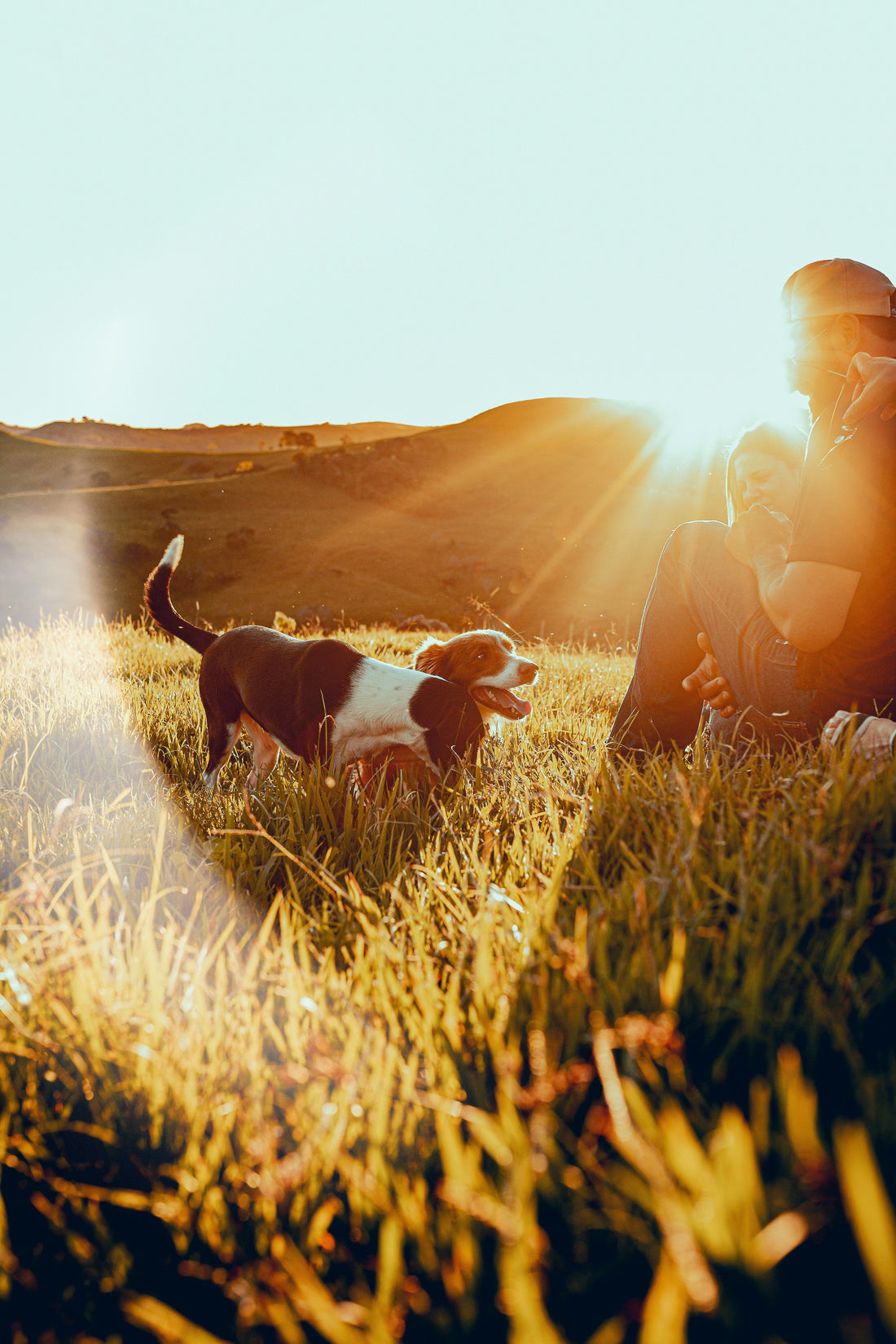 Pet Anxiety Explained: How to Recognize Stress in Dogs and Cats and Create a Calming Environment