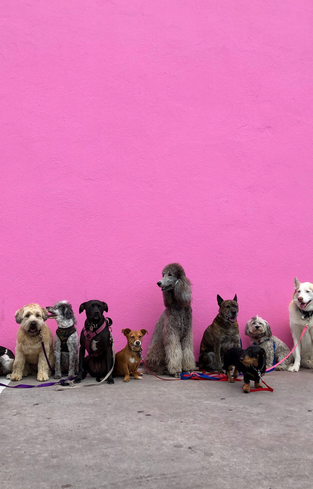 Top Tips for Socializing Your Puppy with Other Dogs and People