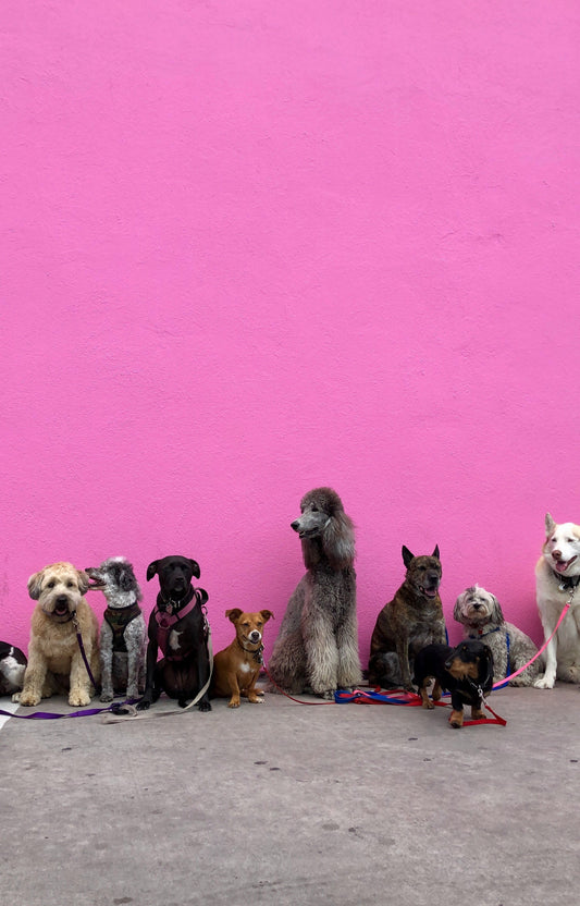 Top Tips for Socializing Your Puppy with Other Dogs and People