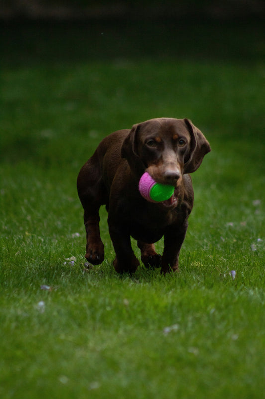 Why Consistency Matters for Dogs: The Key to Calm Behavior and Emotional Stability