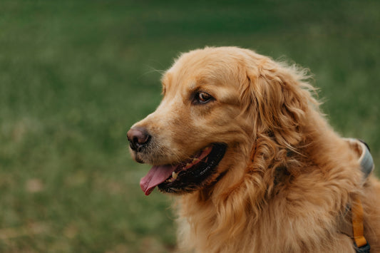 How to Reduce Dog Anxiety Naturally at Home: A Complete Guide for Indoor Dogs