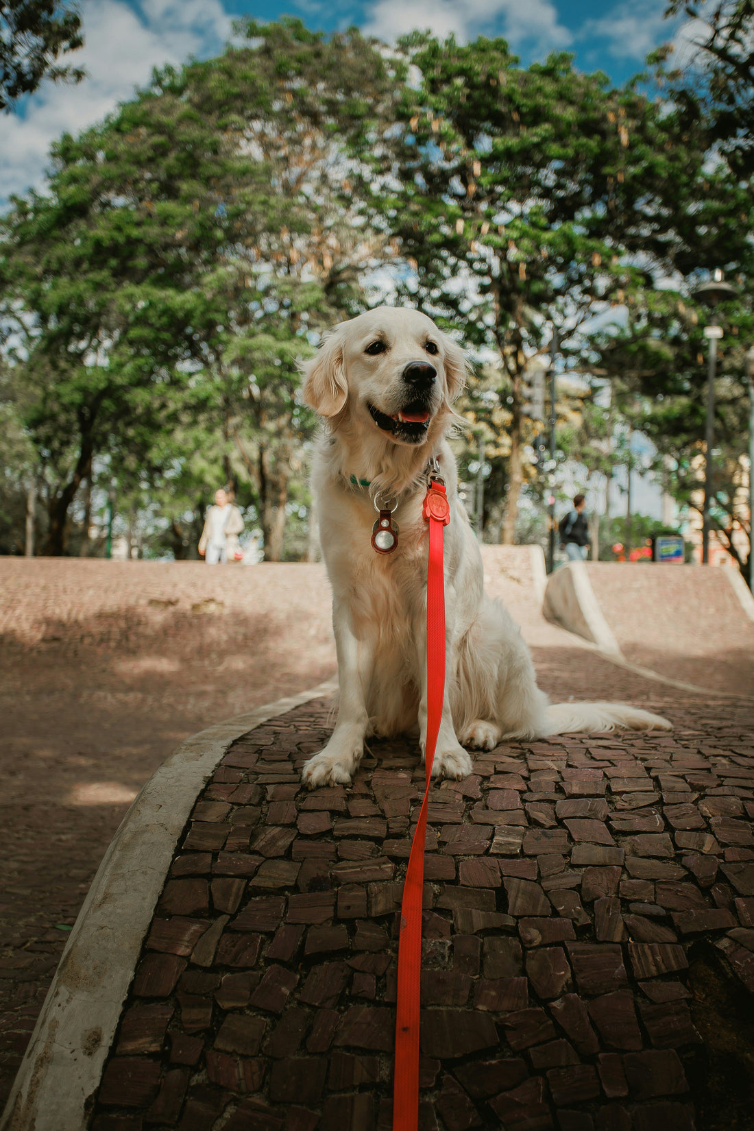 Preventative Dog Wellness: Reducing Inflammation Through Daily Habits