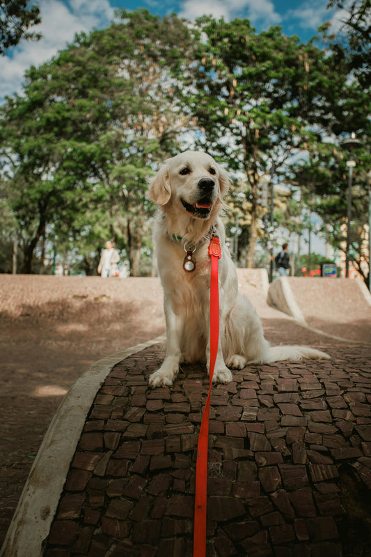 Preventative Dog Wellness: Reducing Inflammation Through Daily Habits