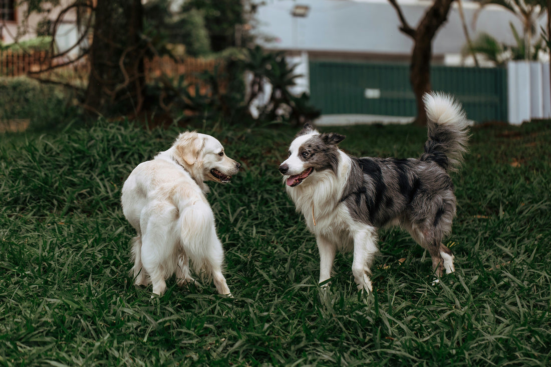 How Calm Daily Routines Strengthen the Immune System in Pets