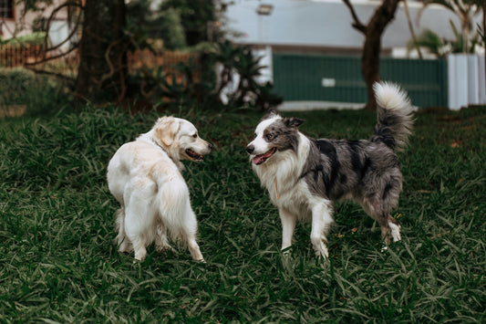 How Calm Daily Routines Strengthen the Immune System in Pets