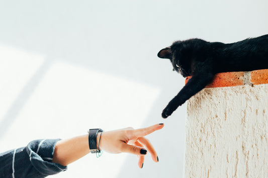 Understanding Pet Body Language: How to Read Your Pet’s Signals for Better Care