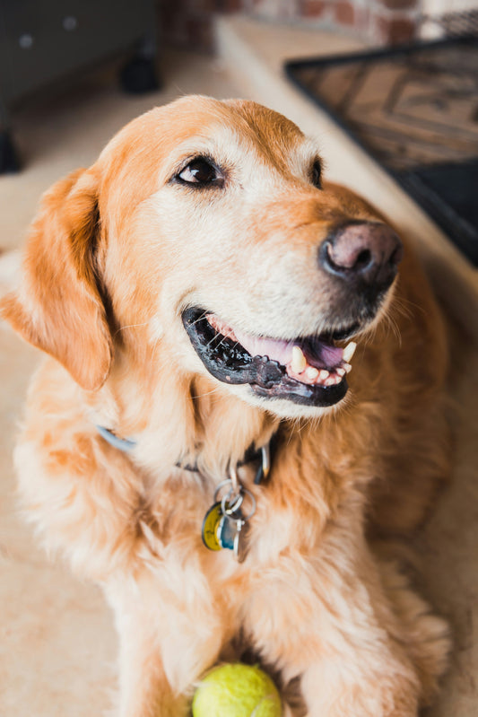 How Emotional Consistency at Home Creates a Sense of Safety for Pets