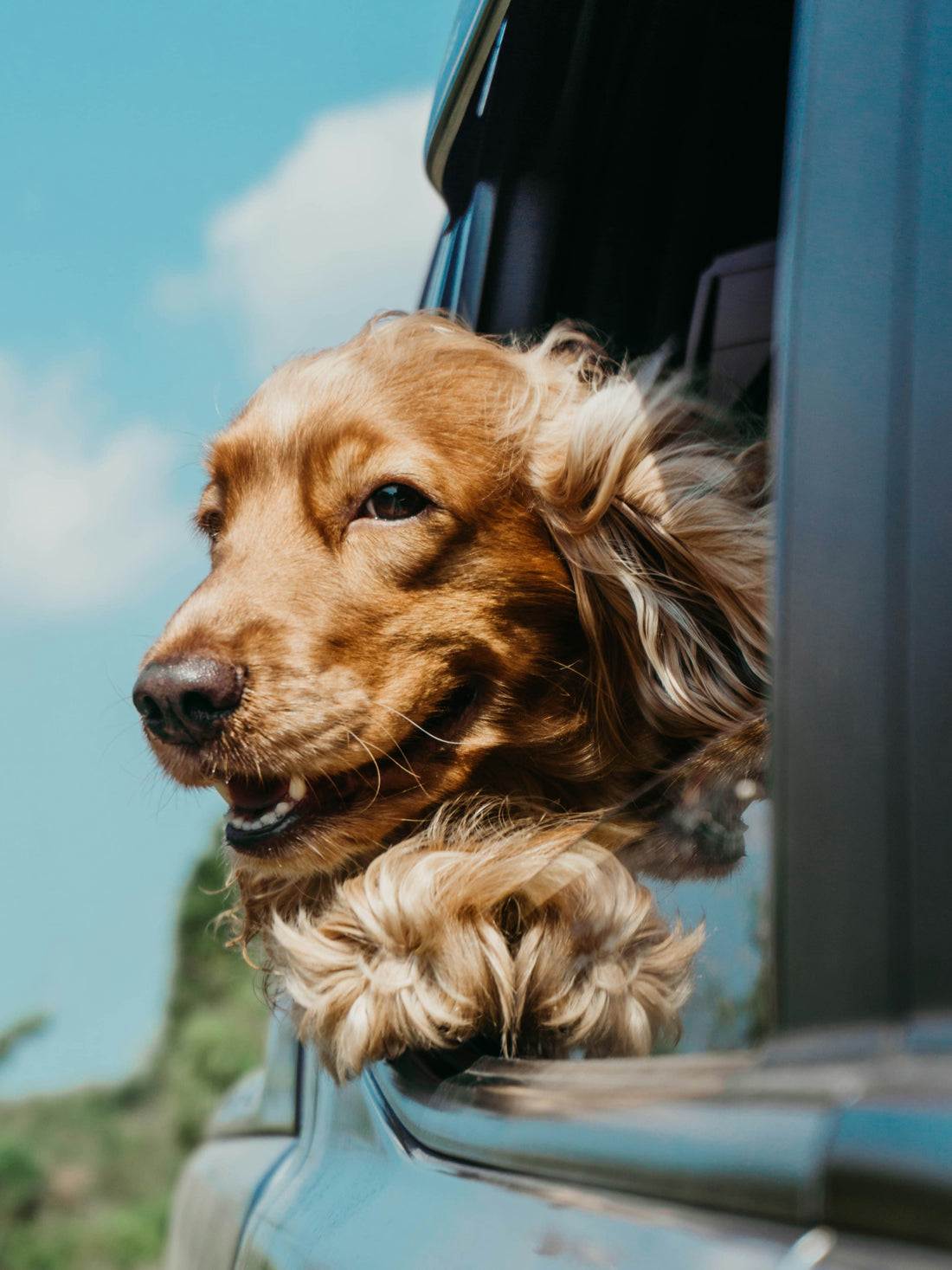 Seasonal Pet Care Guide: How to Support Your Pet’s Health Through Every Season
