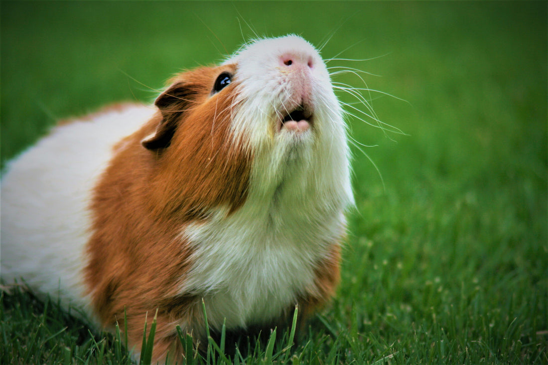 The Importance of Gentle Transitions in a Pet’s Daily Life