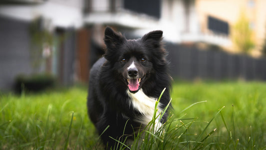 How to Build a Strong Bond With Your Dog: A Complete Guide to Trust, Connection, and Lifelong Companionship