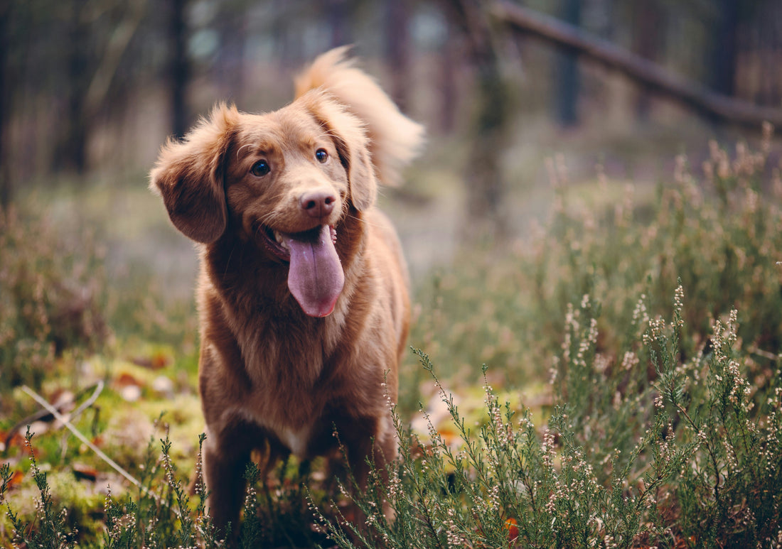 How to Help Pets Adjust to Change: Moving, New Routines, and Life Transitions