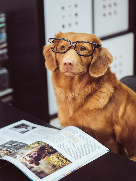 Understanding Dog Body Language: How to Read Your Dog and Build a Stronger Connection