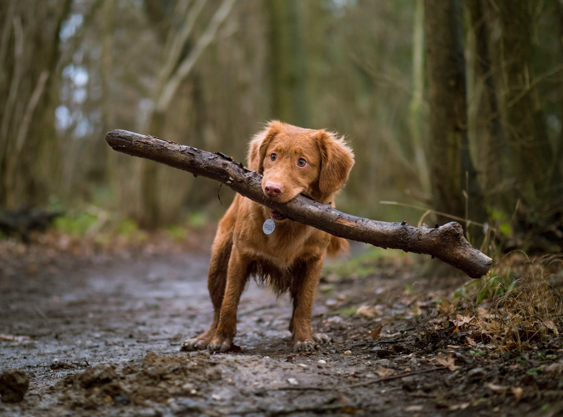 How to Build a Pet-Friendly Home Environment That Supports Health and Comfort