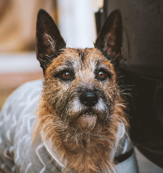 How to Transition Your Pet to a New Diet Safely: A Complete Guide for Stress-Free Mealtime Changes