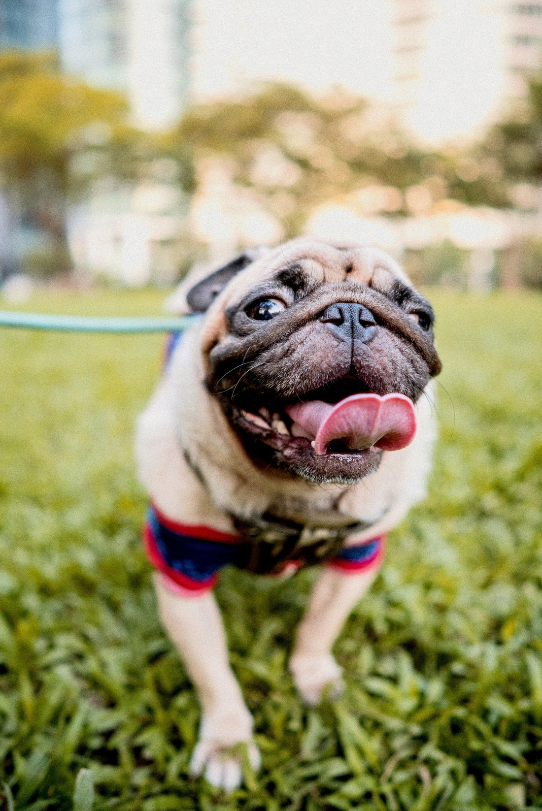 The Ultimate Guide to Pet Nutrition: How to Choose the Best Food for Your Dog or Cat