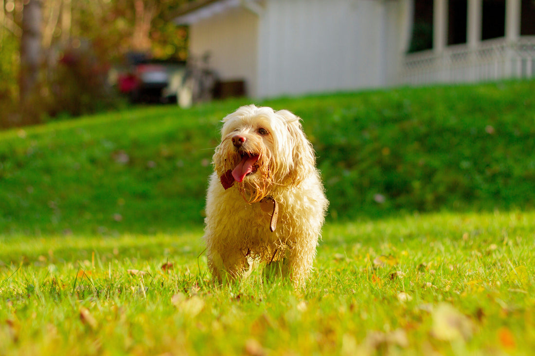 How to Reduce Dog Anxiety Naturally: A Complete Guide to Calming and Supporting Your Dog