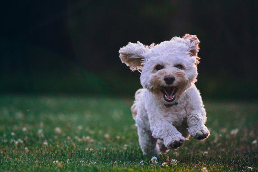 How to Build Confidence in Anxious Pets: A Complete Guide to Raising Calm and Secure Companions