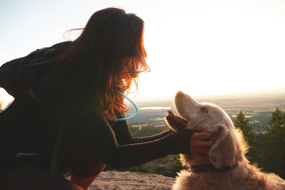 Pet Dental Health Matters: A Complete Guide to Protecting Your Dog and Cat’s Teeth for a Healthier Life