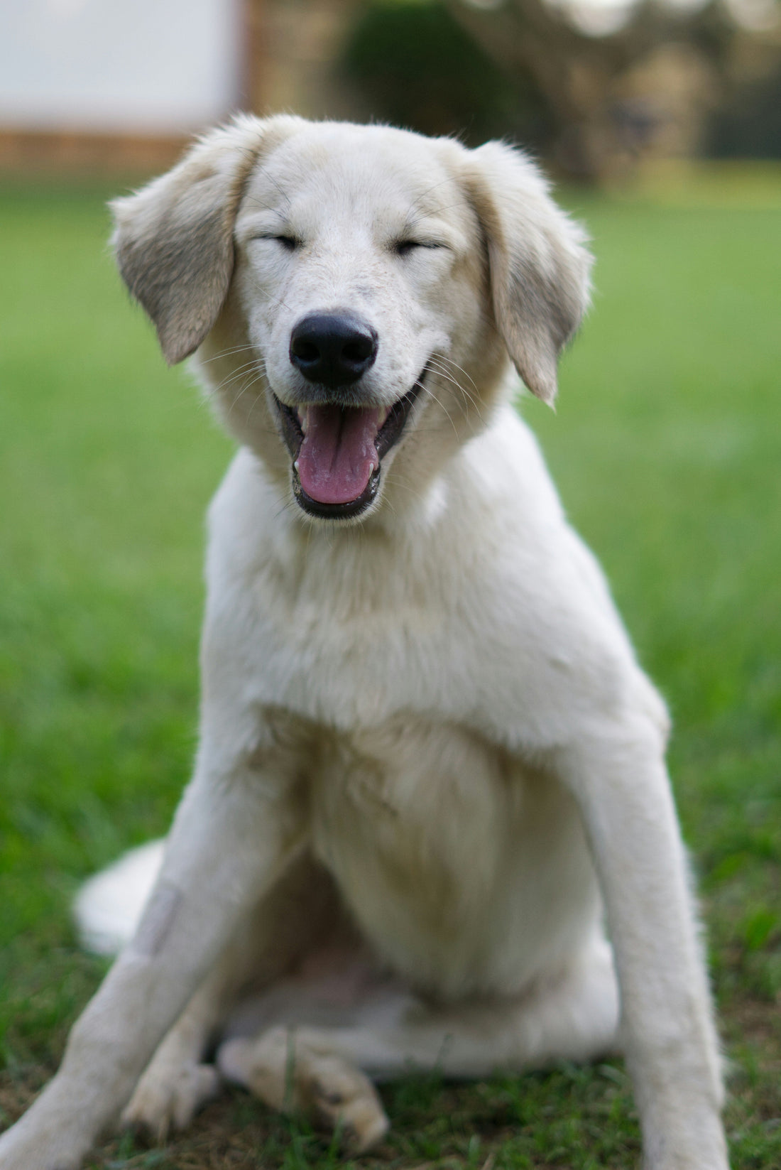 Pet Grooming Guide: How to Keep Your Dog and Cat Clean, Healthy, and Comfortable