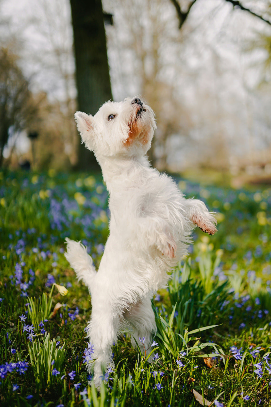 How to Build Trust With Your Dog: The Foundation of a Strong and Lasting Relationship