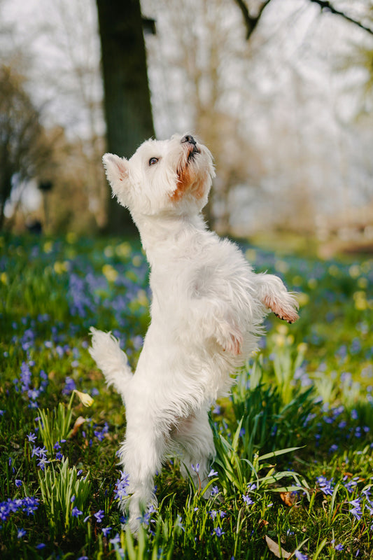 How to Build Trust With Your Dog: The Foundation of a Strong and Lasting Relationship