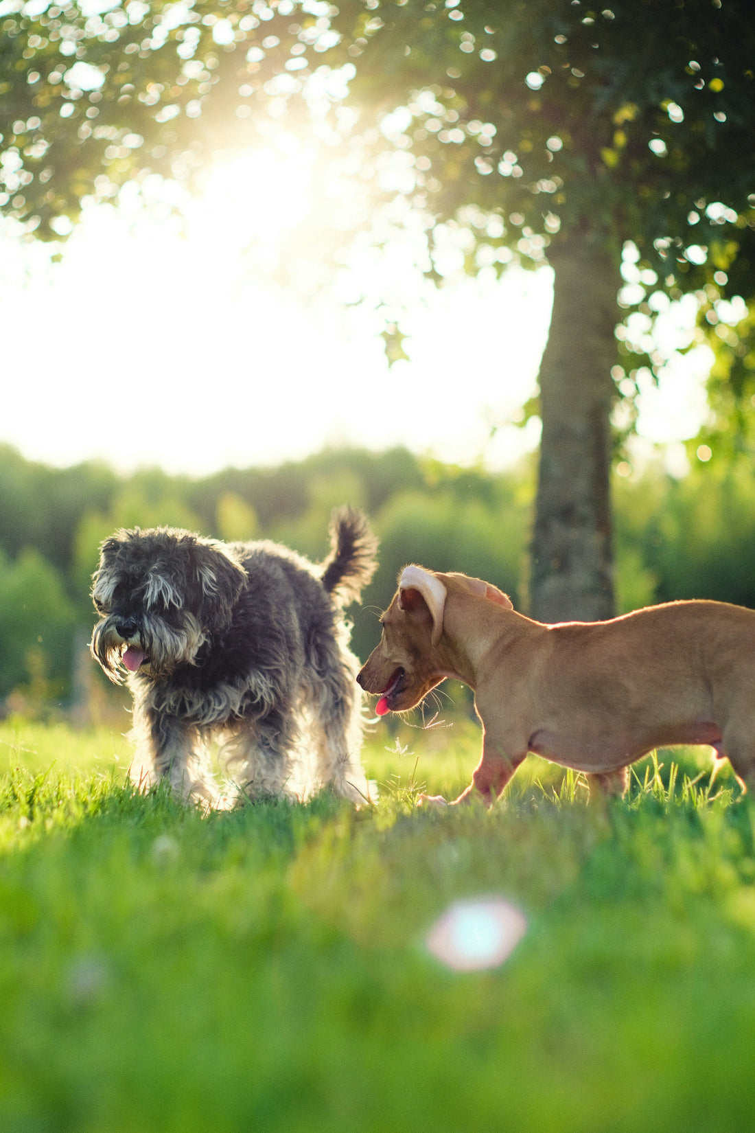 How to Create Better Emotional Stability for Your Dog: Supporting Calm and Confident Daily Living
