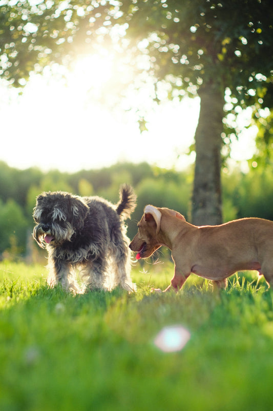 How to Create Better Emotional Stability for Your Dog: Supporting Calm and Confident Daily Living
