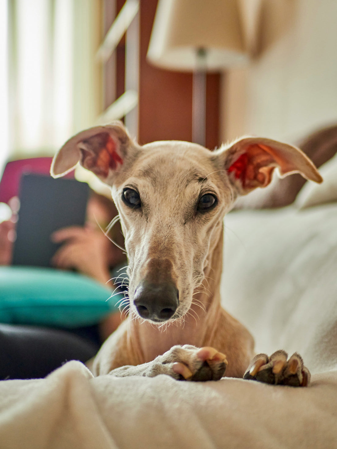 Why Choosing the Right Pet Treats Matters More Than You Think: A Complete Guide for Responsible Pet Owners